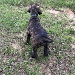 Robert Frank - Chestnut brindle male Cane Corso puppy in Muldrow, Oklahoma from Darkside Kennel