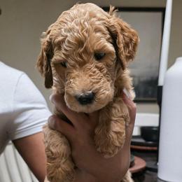 Montana - Red  female Goldendoodle puppy in Richmond, Virginia from Highland Grove Doodles, LLC