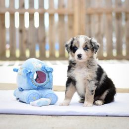 Australian Shepherd Puppies from Fairytail Aussies