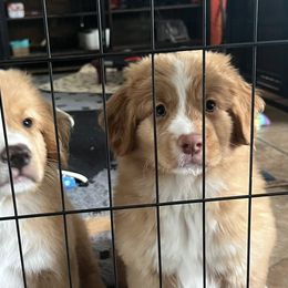 Nova Scotia Duck Tolling Retriever All Grown Up from Shireway Tollers