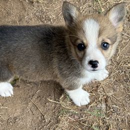 Turtle - Pembroke Welsh Corgi
