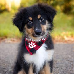 Huntsman - Black tri-color male Australian Shepherd puppy in Georgetown, Texas from River Reign Australian Shepherds