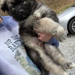 Siberian Husky Puppies from North Valley Huskies