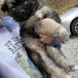 Siberian Husky Puppies from North Valley Huskies