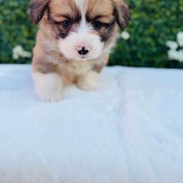 Jackson - White and red male Pembroke Welsh Corgi puppy in Denver, Colorado from Monarch Corgis
