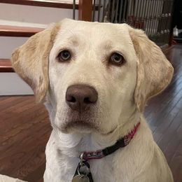 Dilute Retrievers from JP Kennels, LLC