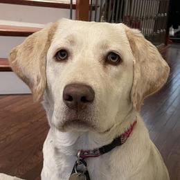 Dilute Retrievers from JP Kennels, LLC
