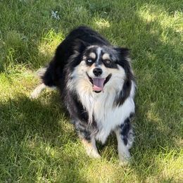 MABEL - Australian Shepherd