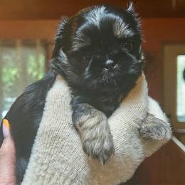 Waffles - Black and tan male Shih Tzu puppy in Nekoosa, Wisconsin from Brox Acres House of Fur LLC