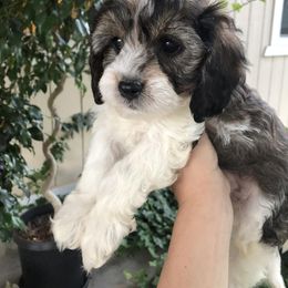 Cavalier King Charles Spaniel and Cavapoo Puppies from VITPOM PUPPIES