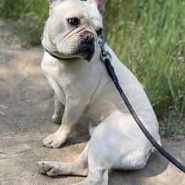 French Bulldog Puppies from French Paws
