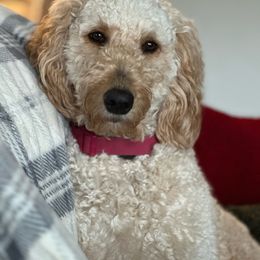 Duchess - Goldendoodle