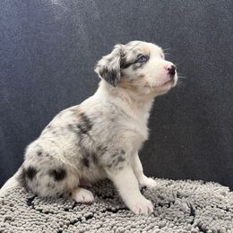 Harry Potter - Blue merle male Australian Shepherd puppy in Smithfield, Utah from C&C Ranch