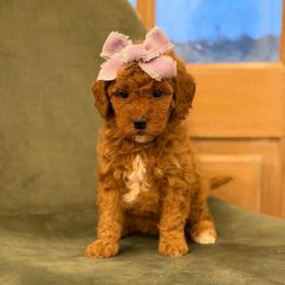 Purple Girl 3500 FREE USdelivery - Red  female Goldendoodle puppy in Mayfield, Utah from Ruff Country Doodles