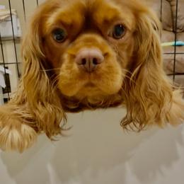Kilo - Cavalier King Charles Spaniel