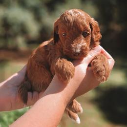 Cosmo - Red  male Goldendoodle puppy in Austin, Texas from Cedarcrest Goldendoodles