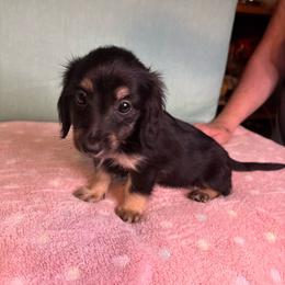 Red girl - Black and cream female Dachshund puppy in Live Oak, Florida from The Weenie Herd Mom