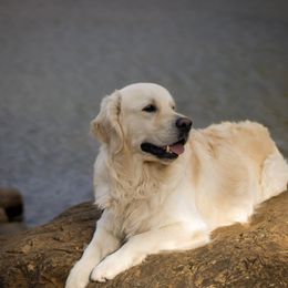Golden Retriever Puppies from Mountain Sky Goldens