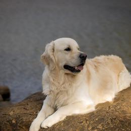 Golden Retriever Puppies from Mountain Sky Goldens
