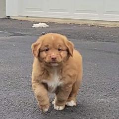 Nova Scotia Duck Tolling Retriever Puppies from Mystic Tollers