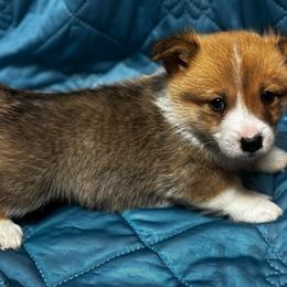 Kevin - Sable male Pembroke Welsh Corgi puppy in Nortonville, Kansas from Low Riders Corgis & Mini Aussies