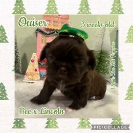 Ouiser - Liver and white female Shih Tzu puppy in Beatrice, Nebraska from I Shih Tzu Not Puppies