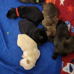 Scottish Terrier Puppies from Magnum Scottish Terriers