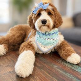 Goldendoodle All Grown Up from RVA DOODLES, LLC