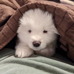 Samoyed Puppies from The Office Pups