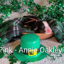 Pink - Annie Oakley - Black rust and white female Bernese Mountain Dog puppy in Marion, Indiana from Zarah's Bernese Mountain Dogs