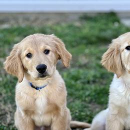 Golden Retriever Puppies from Morgan’s Heart of Gold Retrievers