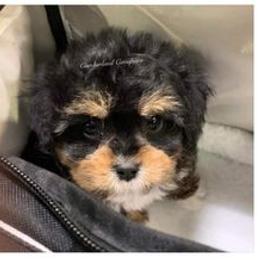 Cavapoo Puppies from Cumberland Cavapoos