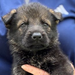 Purple Collar - Sable female German Shepherd puppy in Canterbury, Connecticut from Nachtwaechter German Shepherds, LLC