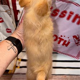 Cody - Red and white male Chihuahua puppy in Palmyra, Indiana from Country Star Chihuahuas