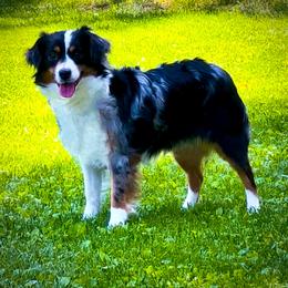 Miniature Australian Shepherd puppies from Dusty Spring Australian Shepherds, LLC
