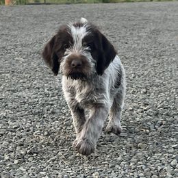 Betsy - Chestnut and gray female Wirehaired Pointing Griffon puppy in Grangeville, Idaho from Happy Hollow Griffons