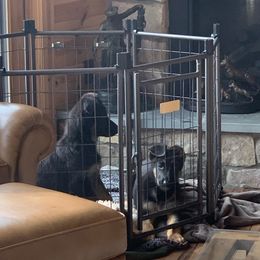 German Shepherd Puppies from Kaleef German Shepherds