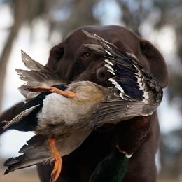 Labrador Retriever puppies from Sunbrooke Acres