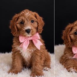 Katy - Red female Cavapoo puppy in Richmond, Texas from Poodles of the south