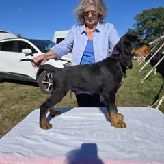 Gordon Setters from Noah's Ark Gordon Setters