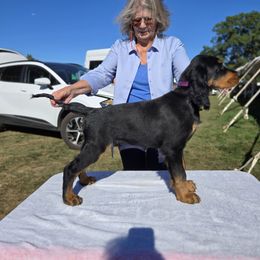 Gordon Setters from Noah's Ark Gordon Setters