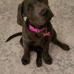 Dilute Retriever Puppies from MBR Labradors