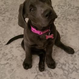 Dilute Retriever Puppies from MBR Labradors