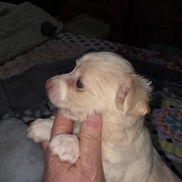 Marshall lilac - Silver male Chihuahua puppy in Seneca, Missouri from Stephanie’s Puppy Colony