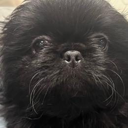Full AKC Girl - Black female Pekingese puppy in Hustontown, Pennsylvania from Triple I Pekes