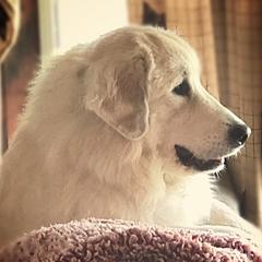 Autumn - Great Pyrenees