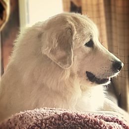 Autumn - Great Pyrenees