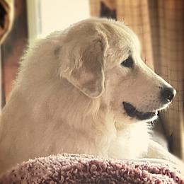 Autumn - Great Pyrenees