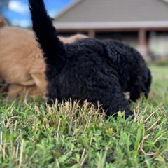 Saint Berdoodle Puppies from Highland Ridge Doodles