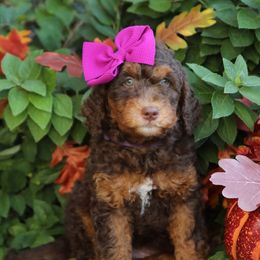 Bellagio - Phantom female Bernedoodle puppy in Sioux Falls, South Dakota from Dolly's Doodles